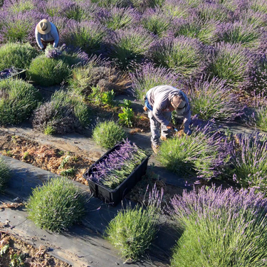 Growing Lavender in California: Tips from an 11-Acre Farm