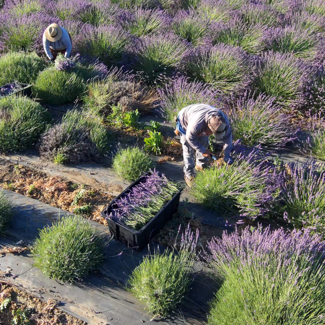 Growing Lavender in California: Tips from an 11-Acre Farm