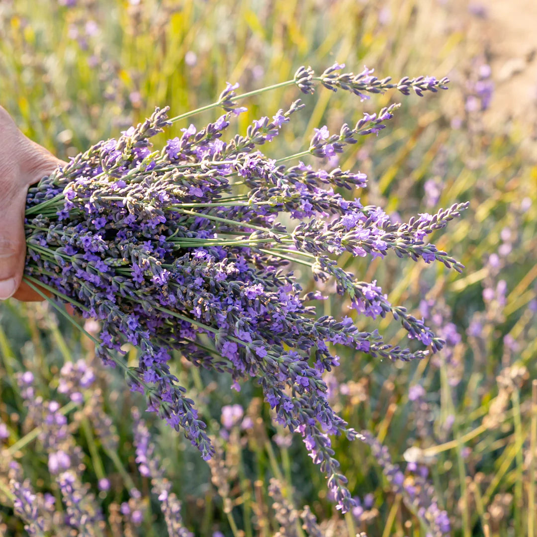 files/BelfioreHerbal-September-2023-Harvest.webp